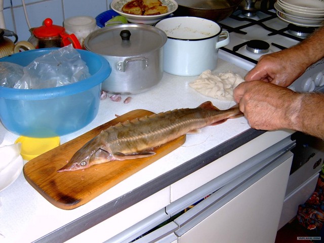 Все из рыбы!