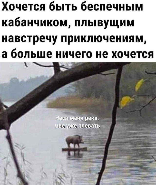 Кретинизмы из сети 19.08.2021