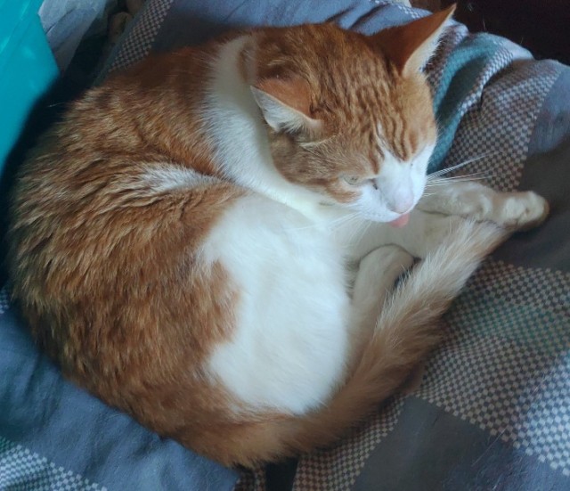 Котовторник 14.09.2021