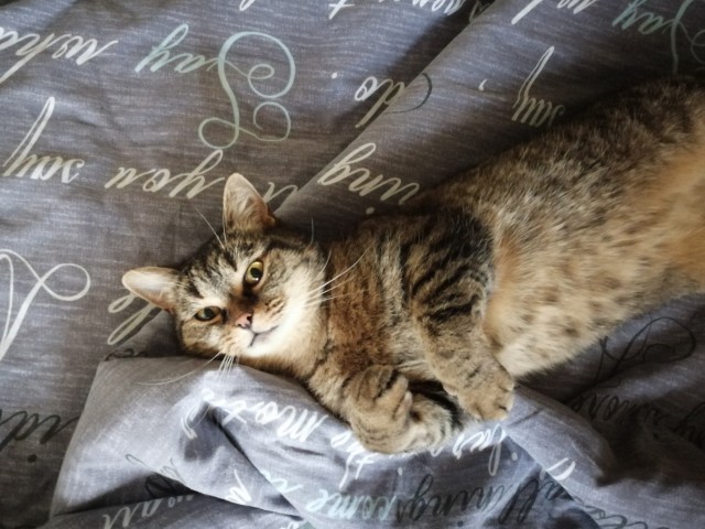 Солнце котовторника уже встало, Господа!