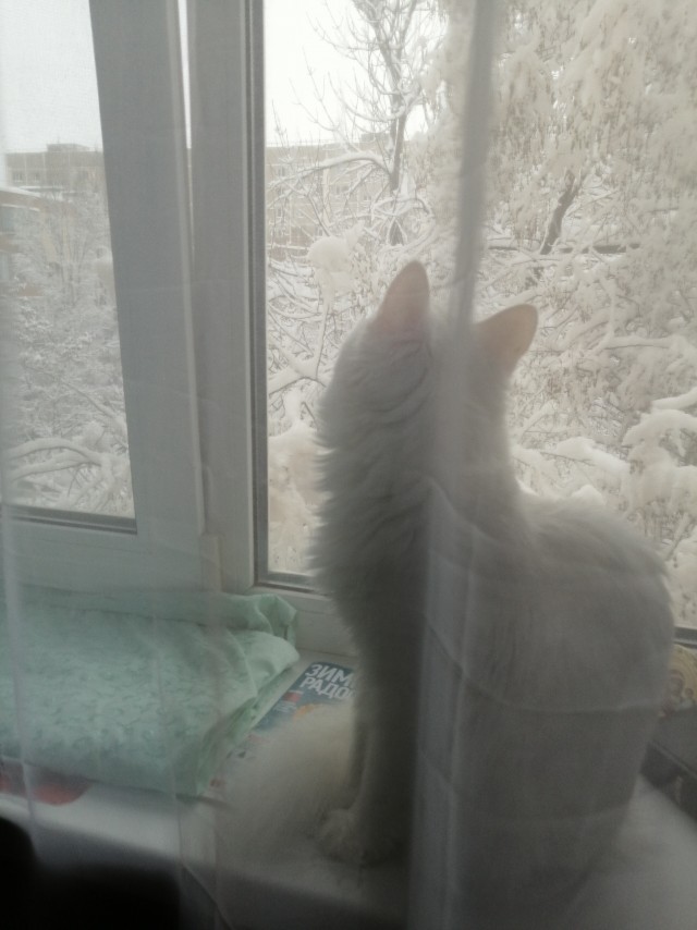 Первый котовторник 2022