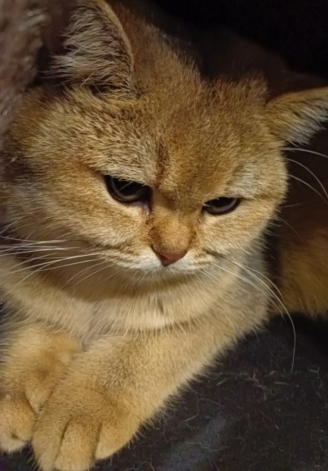 Котовторник. Февраль