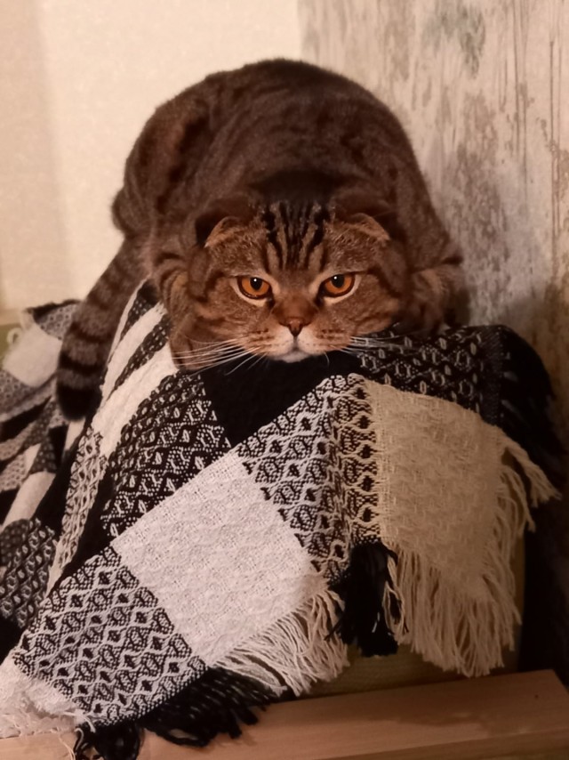Котовторник вроде.