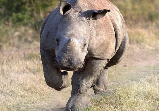 10 фото, которые могли стоить фотографам жизни