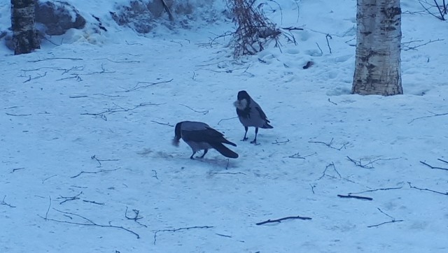 Гнездо из собаки