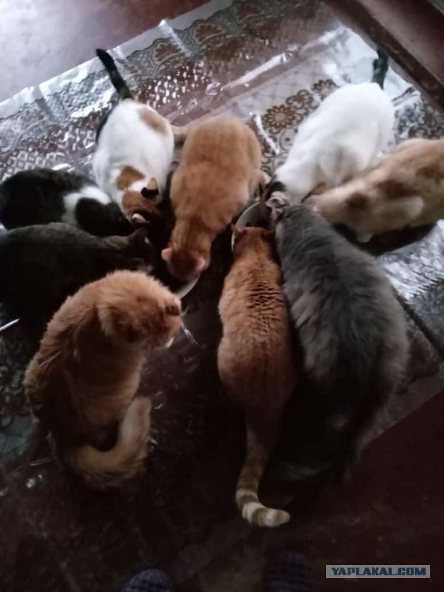 Котики в беде