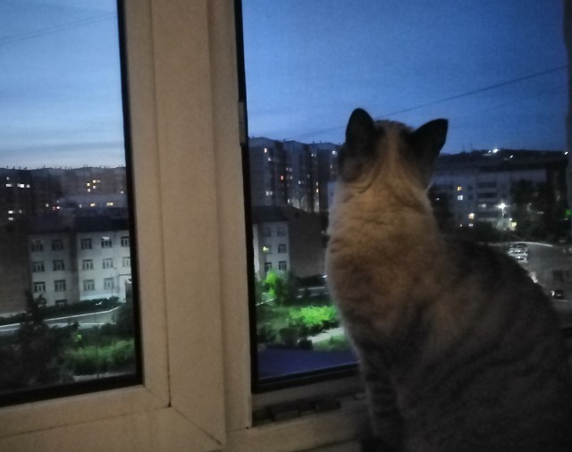 Начну котовторник чуть раньше!