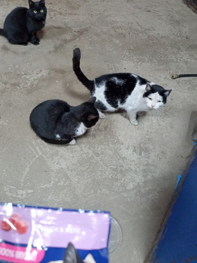 Котобанда Милахи продолжает отжимать шиномонтаж!