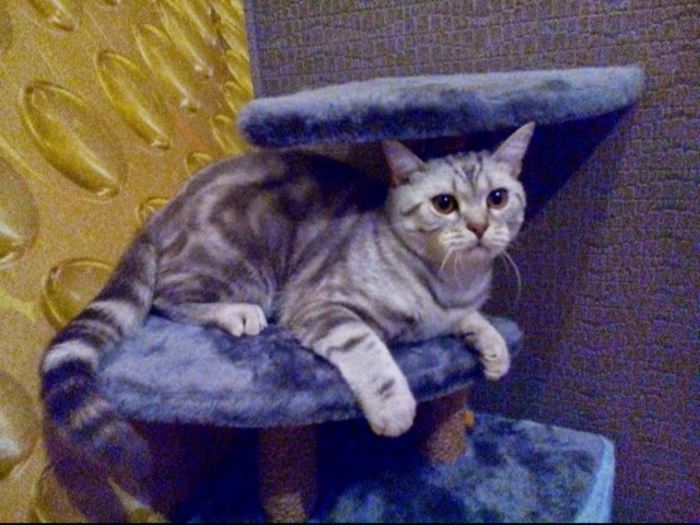 Его зовут Кот