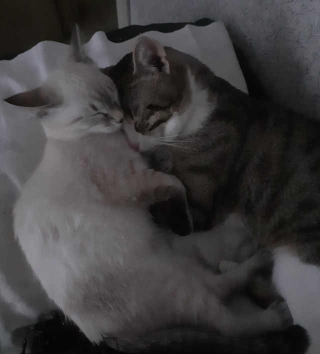 Начинаем котовторник.