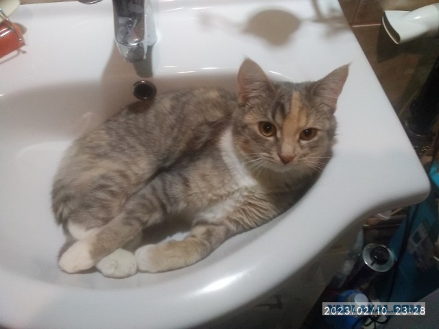 Сегодня всемирный день кошек!