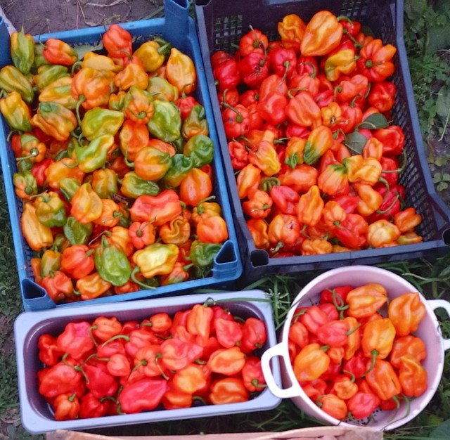 Наконец-то попробовал Carolina Reaper...
