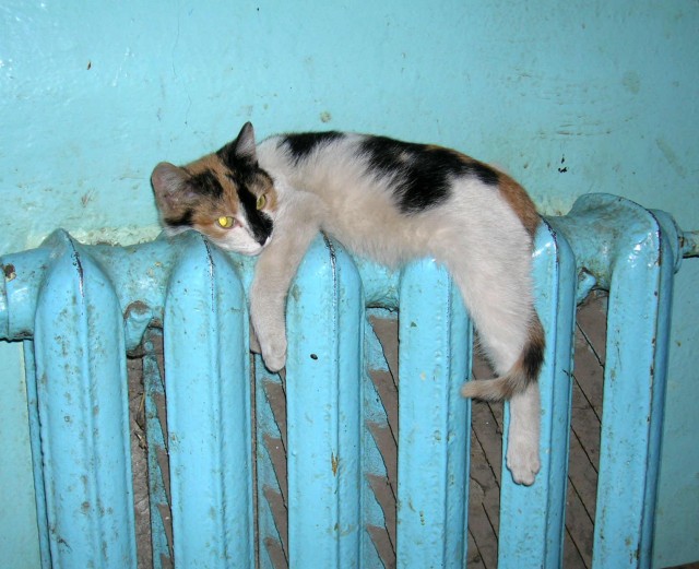 Коты - мастера на все лапы