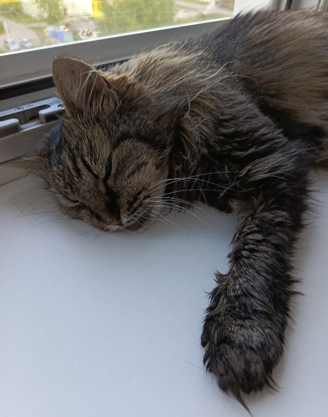 Не только котовторник, а еще и Всемирный день кошек!