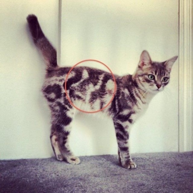 Не только котовторник, а еще и Всемирный день кошек!