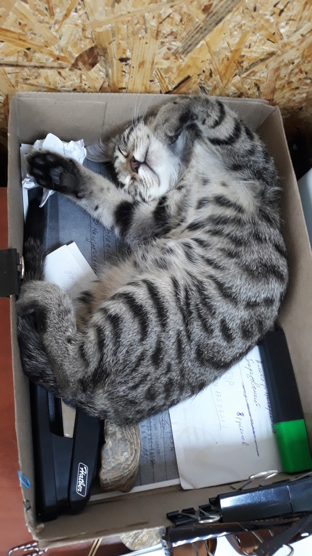 Коты на производстве