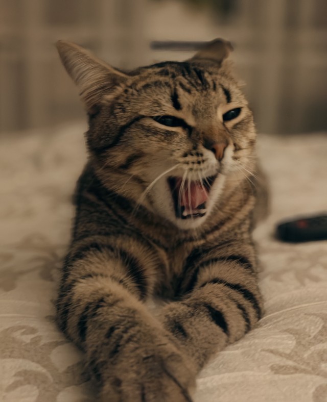 Кошачьи выкрутасы