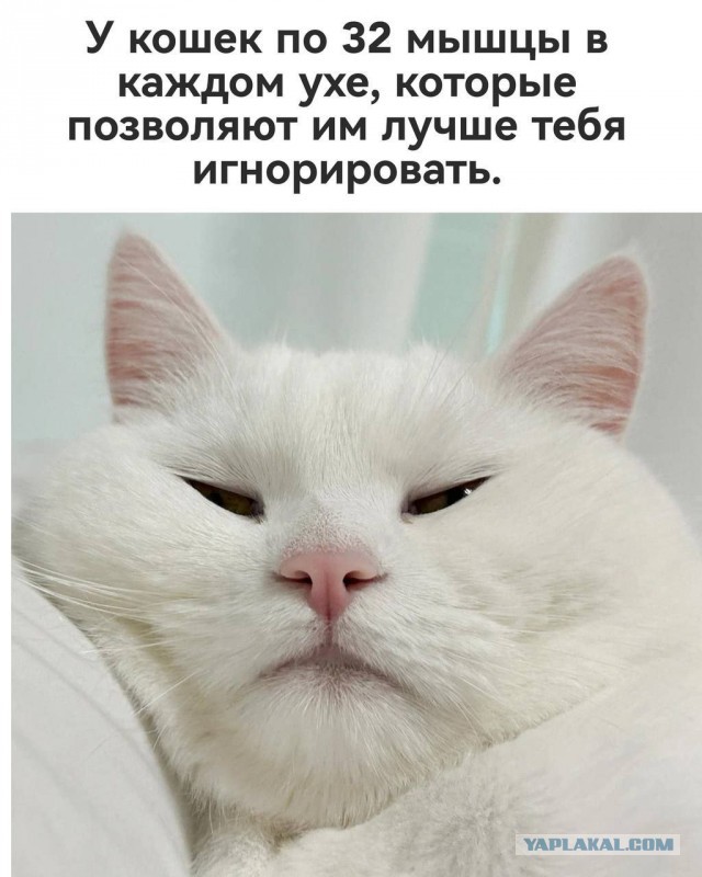 Чуток картинок