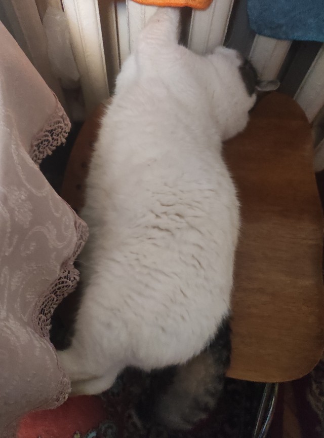 Мой котяра