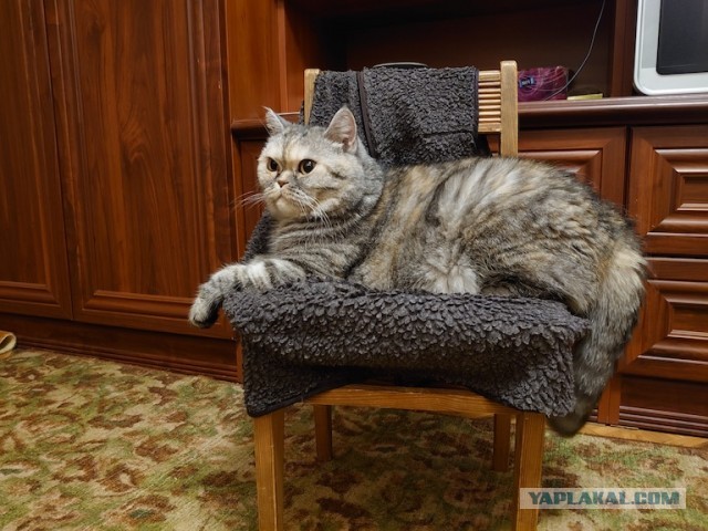 Первый Котовторник 2024