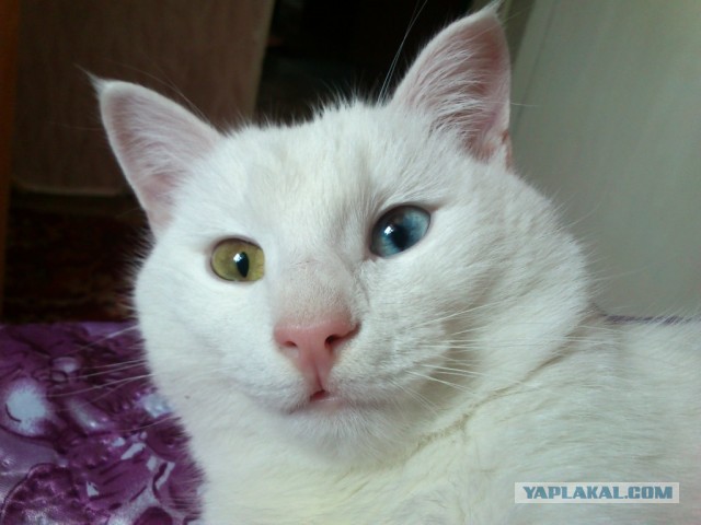 Котовторник  07.05.2013