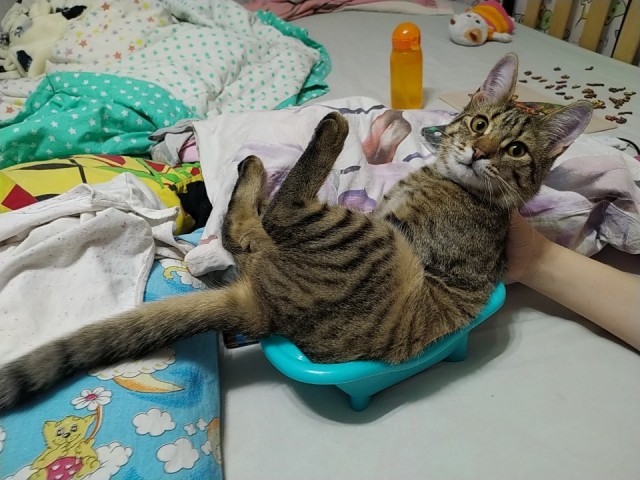 Всех с котовторником