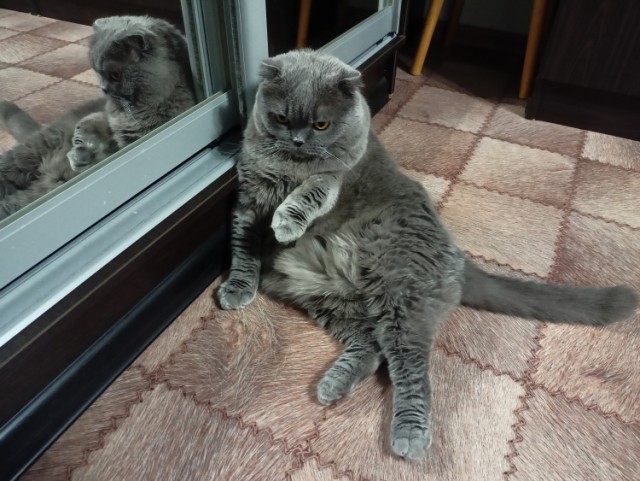Паровая щетка для кошек