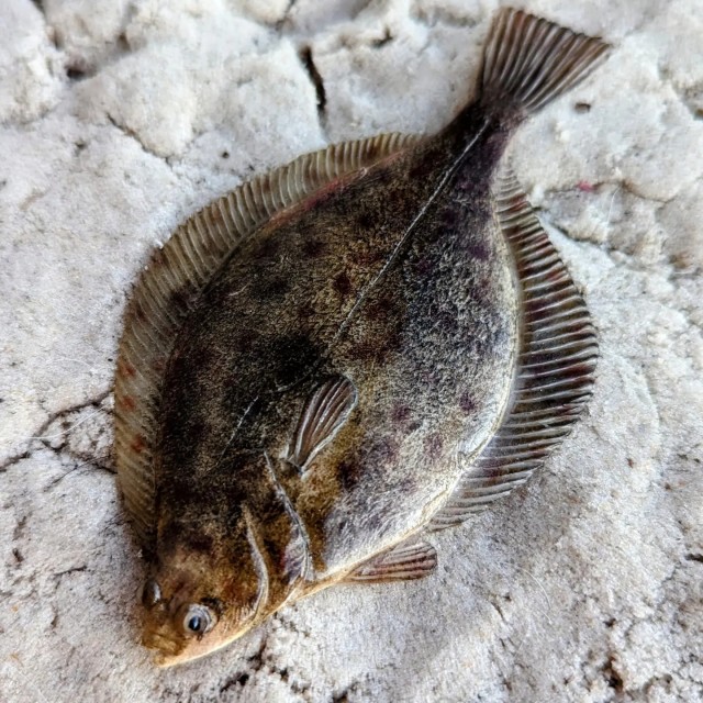 Рыбов показываю