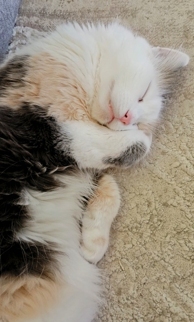 С Котовторником!