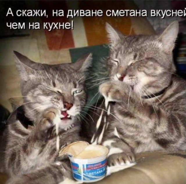 Весёлый полтишок 27.02.2025