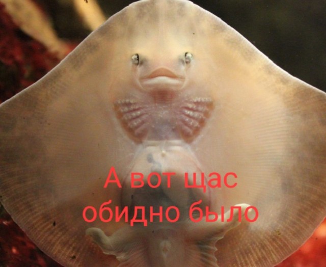 Райский сад, Амстердам