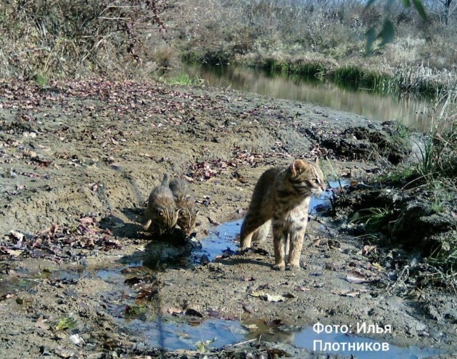 Дикари