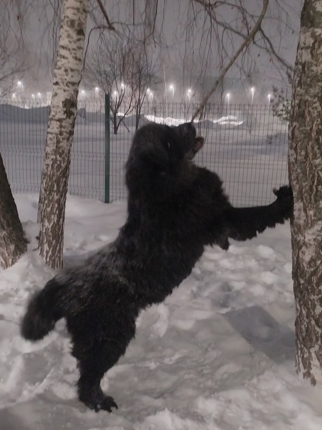 Собакочетверг же