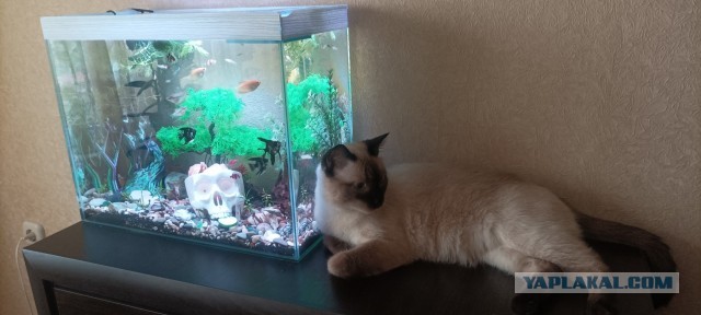 Аквариум, бездонная денежная яма, глубже дачи