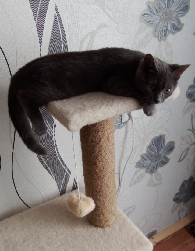 Котовторник. Зифи