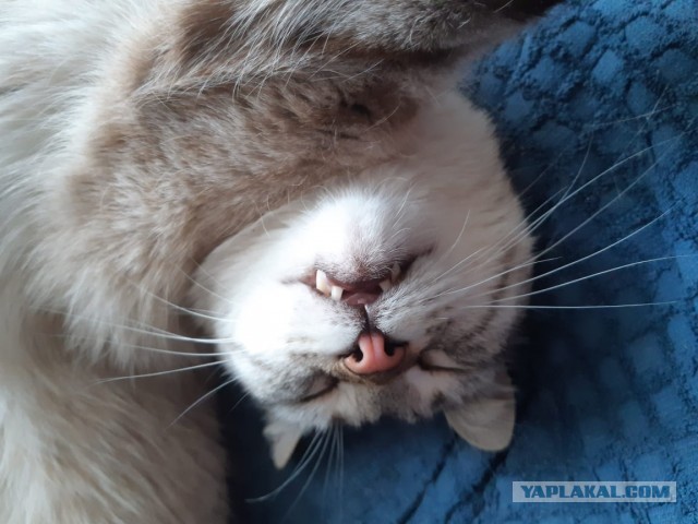 Сонные котямбосы