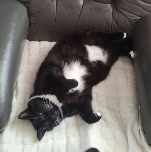 Котовторник 11.08.