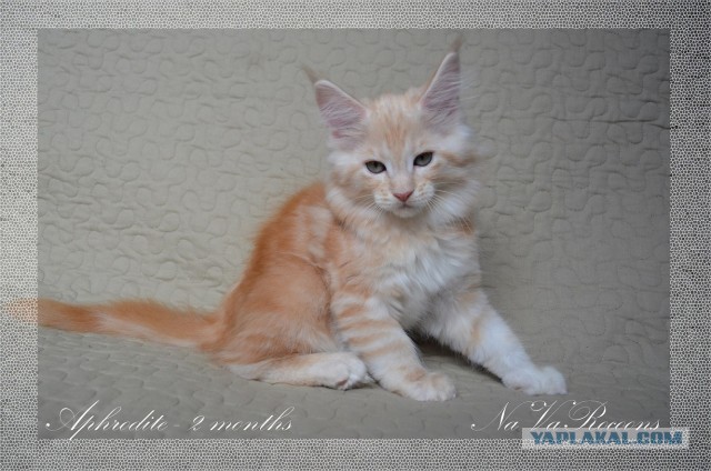 Котовторник 17.09.2013