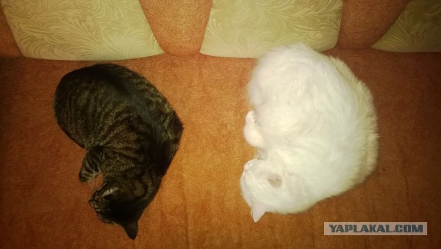 Котовторник 8.10.2013