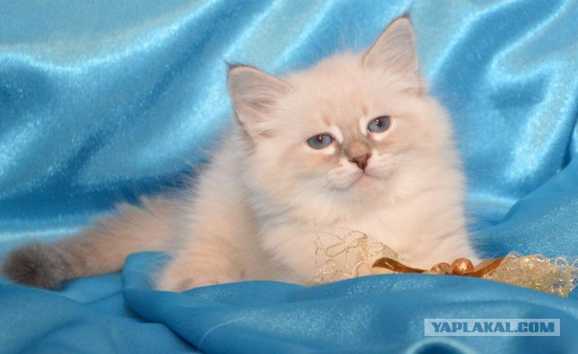 Котовторник  28.01.14