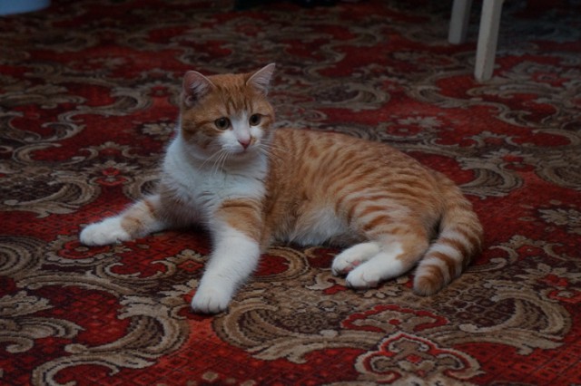 Котовторник 25.02.2014