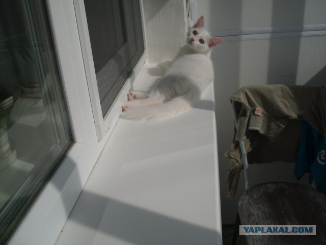 Котовторник 17.06.2014