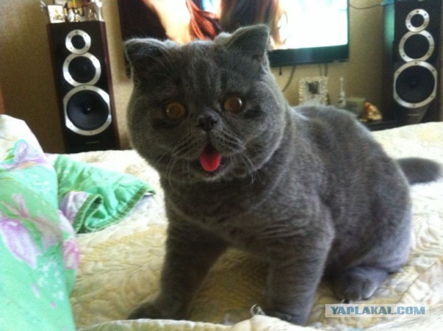 Кот нашей мечты