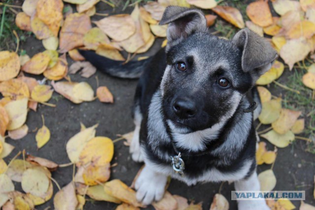 Собакочетверг 2.10.2014