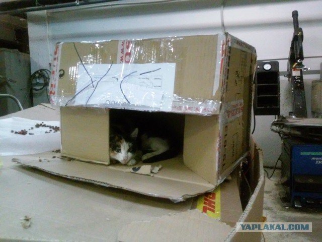 Котовторник 30.12.2014