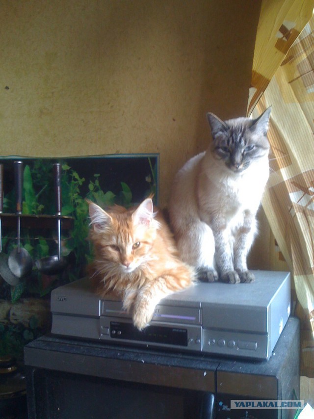 Котовторник 27.01.2015