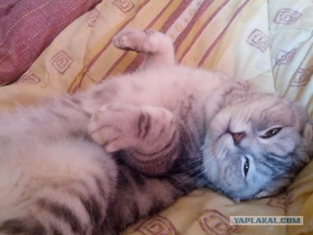 Котовторник