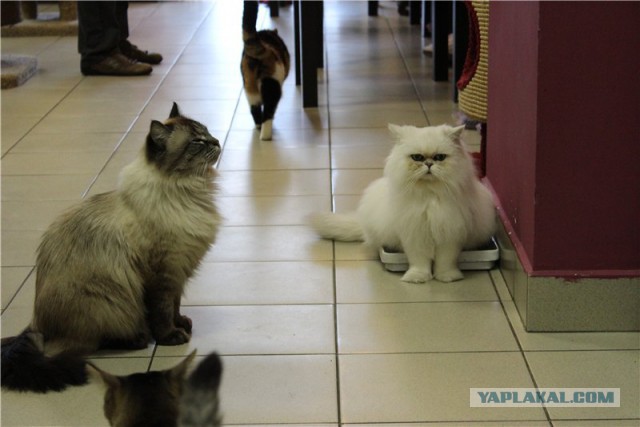 Котовторник 24.03.2015
