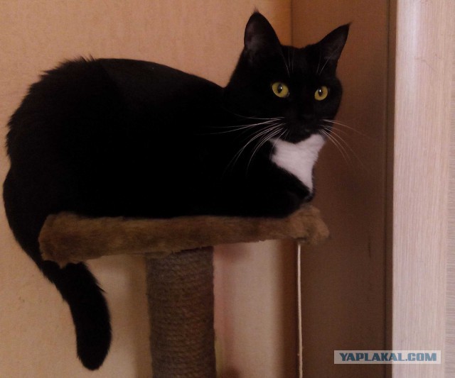 Котовторник   02.06.2015