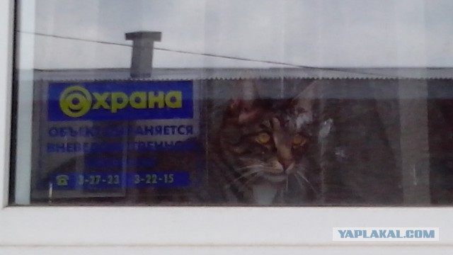 Котовторник 09.06.2015